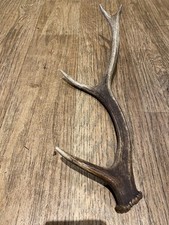 Large red deer for sale  BRIDGE OF ORCHY