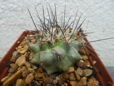 Copiapoa mollicula shown for sale  PLYMOUTH