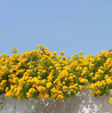 Lantana trailing yellow for sale  Hudson