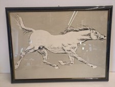 Francesco messina cavallo usato  Gavirate