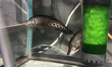 Clown knife fish for sale  Manvel