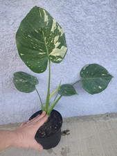 Actual exact plant for sale  Punta Gorda