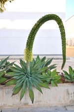 Fuchsschwanz agave agave gebraucht kaufen  Dortmund