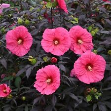 Bush hibiscus evening for sale  Oak Creek