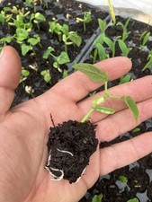 French bean blue for sale  VENTNOR