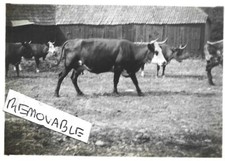 Vintage old farming for sale  NORWICH