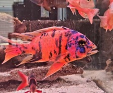 Peacock cichlids male for sale  Dickson