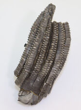 Crinoide encrinus liliiformis gebraucht kaufen  Weeze
