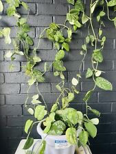 Satin pothos well for sale  MANCHESTER
