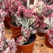 Euphorbia lactea cristata d'occasion  Expédié en Belgium