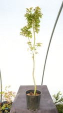 Acer palmatum kurenai for sale Acer palmatum kurenai for sale  Hendersonville