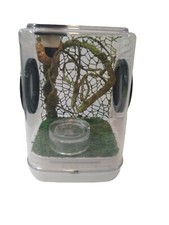 Acrylic jumping spider for sale  Athens
