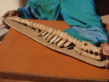 Baby fossil mosasaur for sale  Tucson