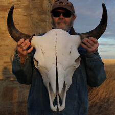 Buffalo bison head for sale  Dickinson