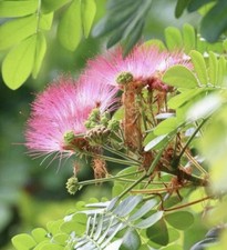 Hawaii grown monkey for sale  Honolulu