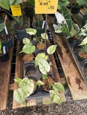 Monstera mint for sale  Nineveh