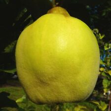 Plant tafelquitte ayva gebraucht kaufen  Detmold
