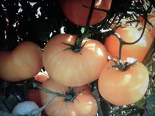 Pomodoro azoychka grande usato  Tivoli