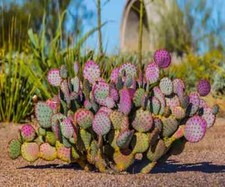 Purple prickly pear for sale  Columbus