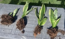 Pflanzen sanseveria sanseverie gebraucht kaufen  Gunzenhausen