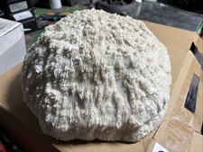 Razor coral mushroom for sale  Cupertino