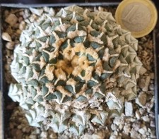 Ariocarpus kotschoubeyanus ele usato  Baranzate