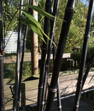 Phyllostachys nigra 12cm for sale  BECCLES