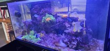 Red sea reefer for sale  ELY