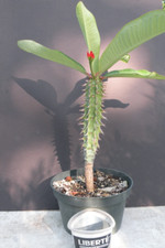 Euphorbia ankarafantsiensis for sale  Saint Cloud