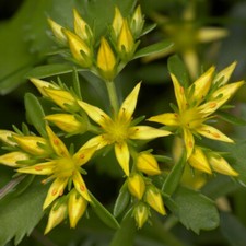 Graines sedum kamtschaticum d'occasion  Sabres