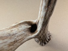 Rehgeweih seltenem naturloch gebraucht kaufen  Langenberg