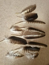 feathers for sale feathers for sale MARLOW