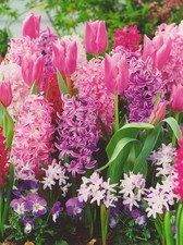 Blumenzwiebel paket rosa gebraucht kaufen  Petersberg, Wettin-Löbejün