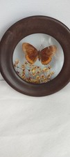 Borboleta e flores secas vintage do Brasil década de 1970 em moldura redonda de madeira  comprar usado  Enviando para Brazil