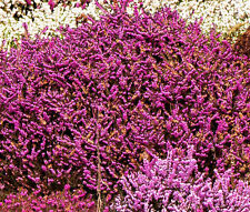 Calluna scotch heather for sale  Bellevue