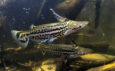 Duckbill catfish live for sale  Haslet