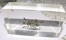 Taxidermy bugs insect for sale  FAREHAM
