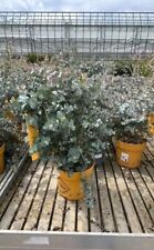Eucalyptus busch kugel gebraucht kaufen  Ludwigsburg