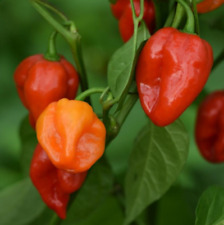 100 sementes de pimenta Habanero | Não transgênica, herança - Frete grátis (100 sementes) comprar usado 100 sementes de pimenta Habanero | Não transgênica, herança - Frete grátis (100 sementes) comprar usado  Enviando para Brazil