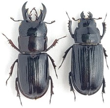 Lucanidae Ceruchus chrysomelinus C Rússia comprar usado  Enviando para Brazil