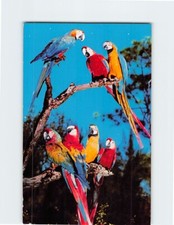 Cartão postal araras papagaio selva Flórida EUA comprar usado  Enviando para Brazil