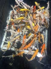 Pickup large butterfly for sale  Youngstown