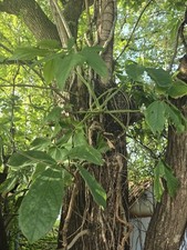plant arrowhead for sale plant arrowhead for sale Opa Locka