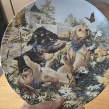 cocker spaniel puppies for sale cocker spaniel puppies for sale Stockton