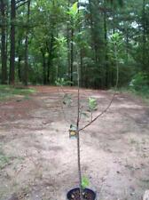 yellow delicious apple trees for sale  Ben Wheeler