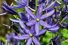 Blue camas camass d'occasion  Expédié en Belgium