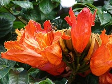 tulip tree for sale  ROMFORD