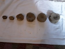 Vertebrae fossils weymouth for sale  SOMERTON