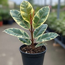Ficus elastica tineke for sale  Miami