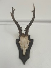 Well shaped antlers for sale  SOUTHEND-ON-SEA